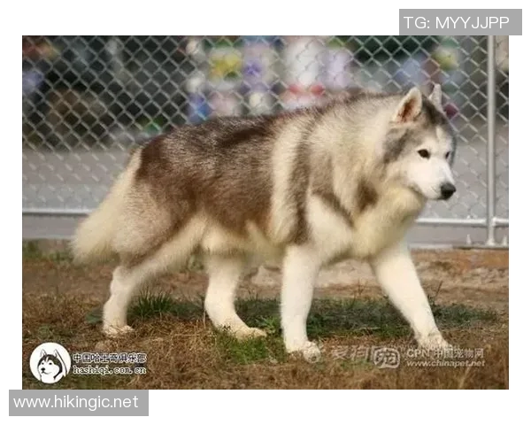 哈士奇足球明星的名字揭晓你知道它的传奇故事吗 哈士奇足球明星的名字揭晓你知道它的传奇故事吗